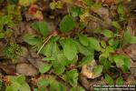 Photo: Arctostaphylos alpinus.