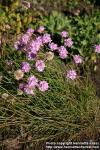 Photo: Armeria maritima 6.