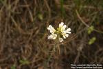 Photo: Arabidopsis suecica 1.