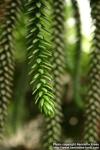 Photo: Araucaria rulei 1.