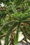 Photo: Araucaria rulei 2.