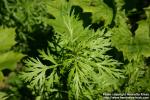 Photo: Artemisia vulgaris 11.