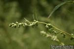 Photo: Artemisia vulgaris 14.