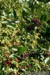 Photo: Aronia 03.