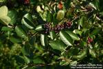 Photo: Aronia 04.