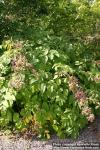 Photo: Aralia cordata 08.