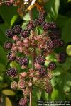 Photo: Aralia cordata 09.