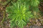 Photo: Artemisia vulgaris 16.