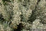 Photo: Artemisia lagocephala 3.