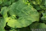 Photo: Arctium tomentosum 35.