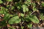 Photo: Arctium tomentosum 13.