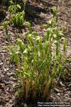 Photo: Arisaema serratum 08.