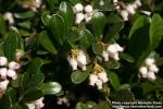 Photo: Arctostaphylos uva-ursi 09.