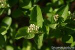 Photo: Aronia 06.