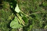 Photo: Arctium tomentosum 14.