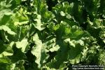 Photo: Arctium tomentosum 16.