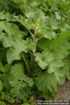 Photo: Arctium tomentosum 17.