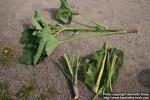 Photo: Arctium tomentosum 19.