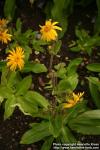 Photo: Arnica montana 6.