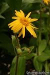 Photo: Arnica montana 7.