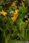 Photo: Arnica montana 8.