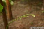 Photo: Aristolochia Manshuriensis 0.