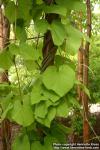 Photo: Aristolochia manshuriensis 1.