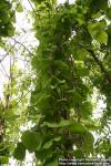 Photo: Aristolochia manshuriensis 2.