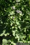 Photo: Arctium tomentosum 26.