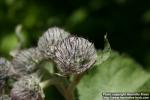 Photo: Arctium tomentosum 28.