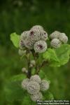 Photo: Arctium tomentosum 29.