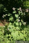 Photo: Arctium tomentosum 30.