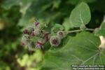 Photo: Arctium tomentosum 33.