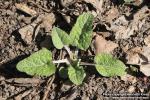 Photo: Arctium tomentosum 38.