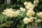 Photo: Aruncus dioicus 6.