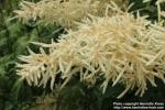 Photo: Aruncus dioicus 7.