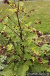 Photo: Arctium nemorosum 0.