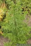 Photo: Artemisia annua 10.