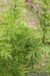 Photo: Artemisia annua 13.