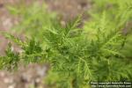 Photo: Artemisia annua 14.