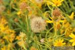 Photo: Arnica longifolia 3.