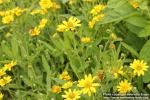 Photo: Arnica chamissonis 7.