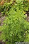 Photo: Artemisia annua 17.