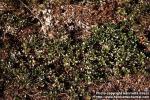 Photo: Arctostaphylos uva ursi 2.