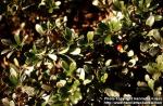 Photo: Arctostaphylos uva ursi 1.