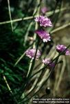 Photo: Armeria maritima 1.