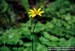 Photo: Arnica latifolia 1.