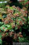 Photo: Aralia continentalis 1.