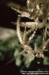 Photo: Aruncus dioicus 1.