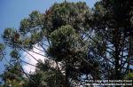 Photo: Araucaria angustifolia 1.